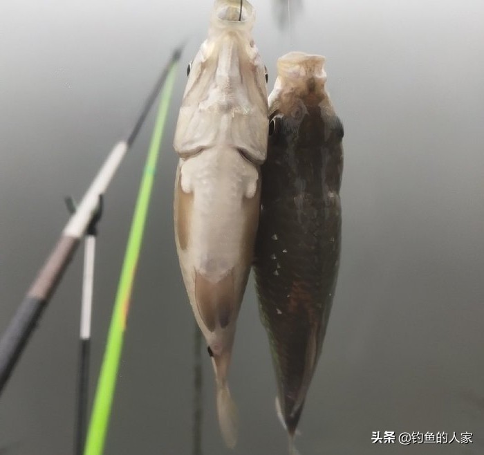 野钓收获一尾九斤大鲫鱼,野钓十多斤白条鲫鱼