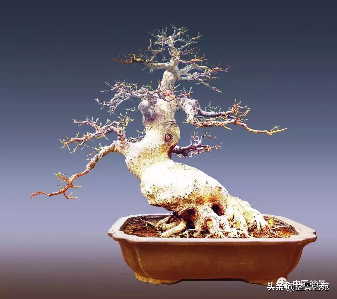 陈文图榕树欣赏,陈文图盆景