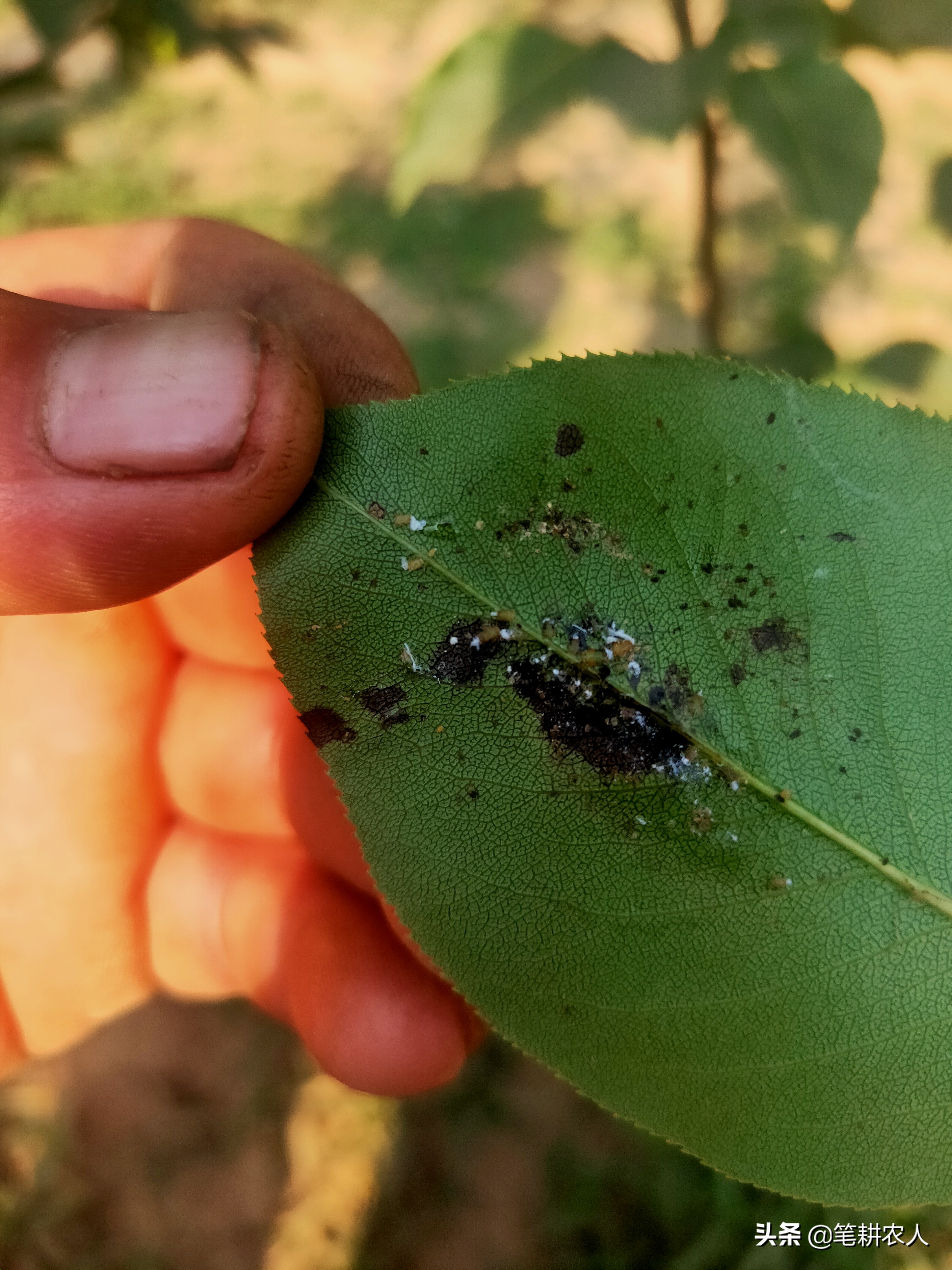 梨树梨木虱卷叶子了怎么办,梨树叶子有黑点什么病