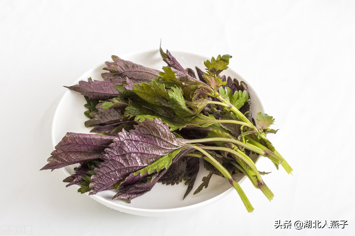 各种可以吃的野菜图片大全及名称 (100种野菜图片大全和名称和吃法)