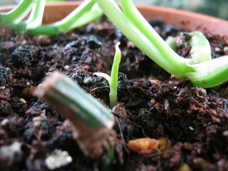 绿萝喜阴还是喜阳光好养些,绿萝喜阳还是喜阴喜干还是喜湿