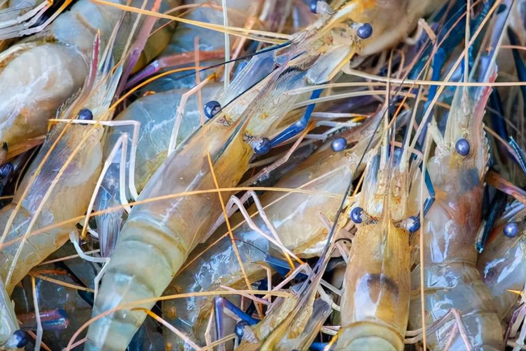 如何区分基围虾罗氏虾明虾,明虾基围虾与罗氏虾有什么区别