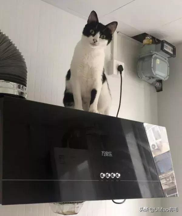 厨房是猫咪的修罗场，随便一项就能重伤