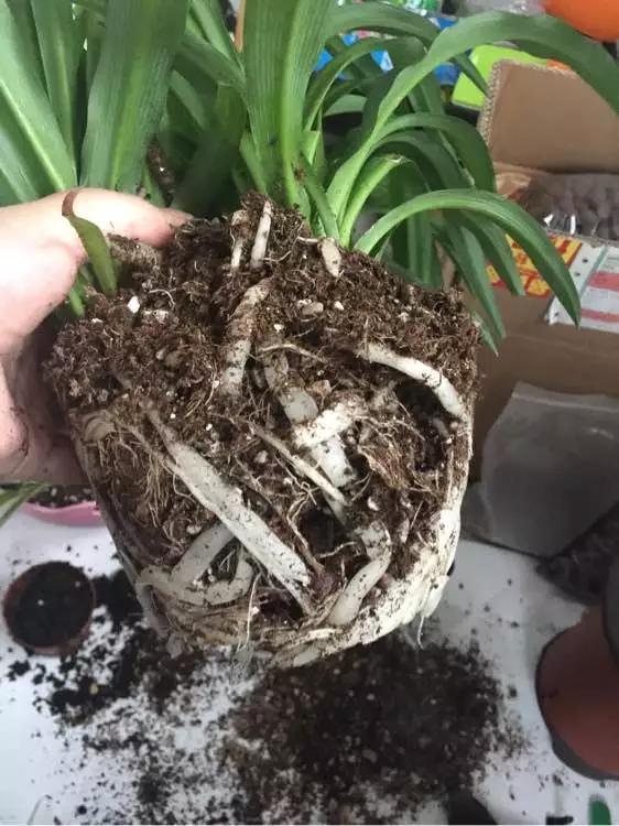 3种药片养花有“奇效”，浇水溶1片，叶绿根壮，比花肥厉害