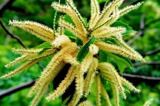 板栗喜欢干旱还是潮湿,板栗生虫子像蛆是怎么回事