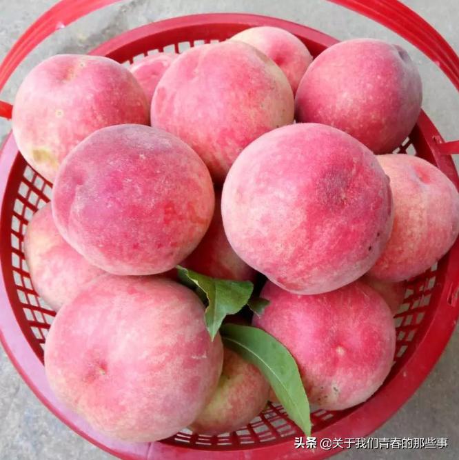 桃农告诉你，桃子没有这条线，就不是自然长熟的，告诉家人别买错