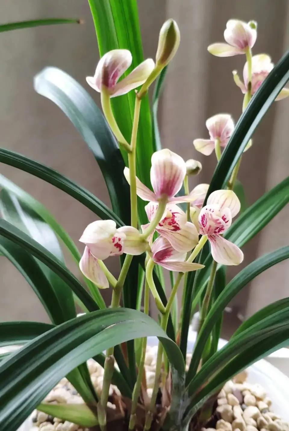 秋季兰花怎么养才能旺盛容易开花,兰花春不出夏不晒秋不干什么原因