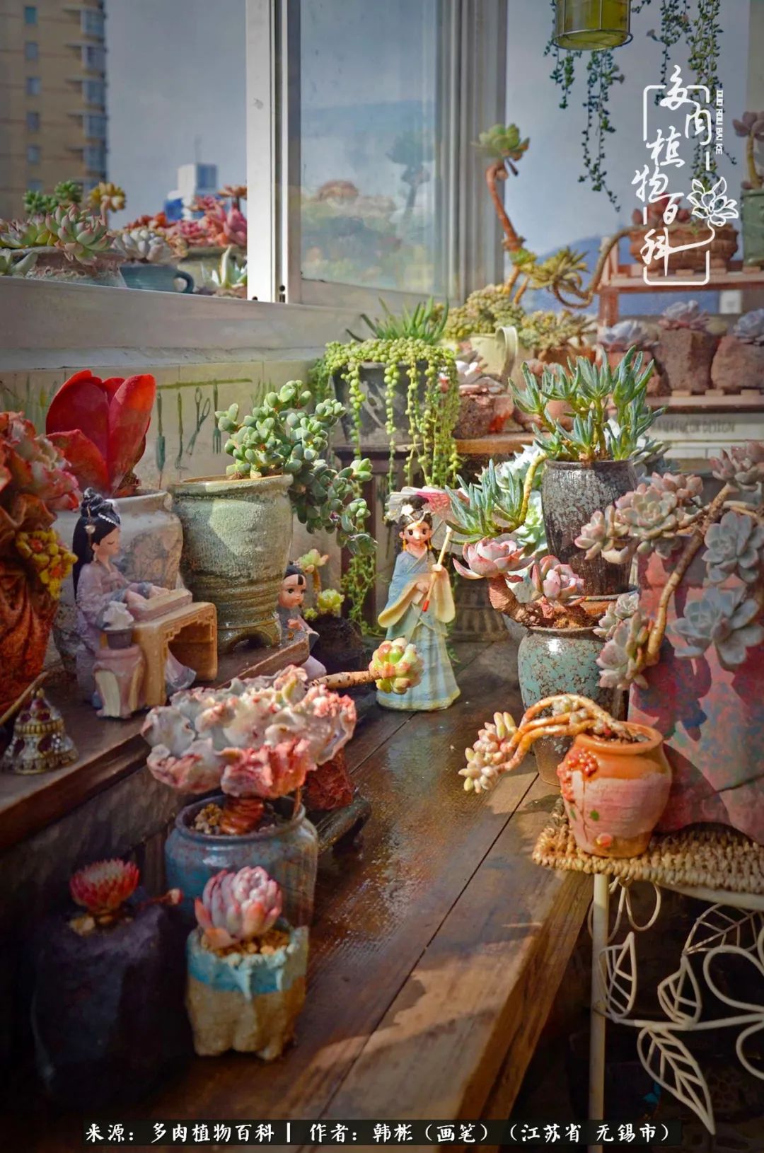 听音乐赏多肉,听音乐赏花赏美景