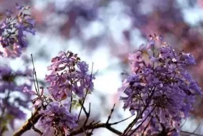 凉山州哪里可以赏花,西昌赏花攻略