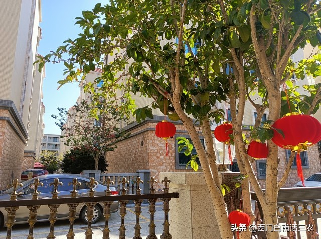 桃吃饱杏伤人什么意思,桃饱杏伤李子树下埋死人的意思