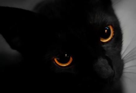 猫的眼睛在夜晚会发光吗,猫的眼睛夜里会发光吗