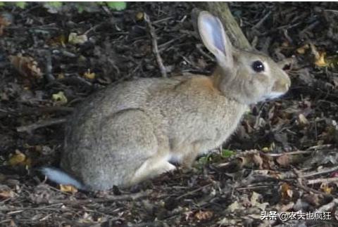大豆田防治野兔方法,野兔吃大豆苗怎样防治