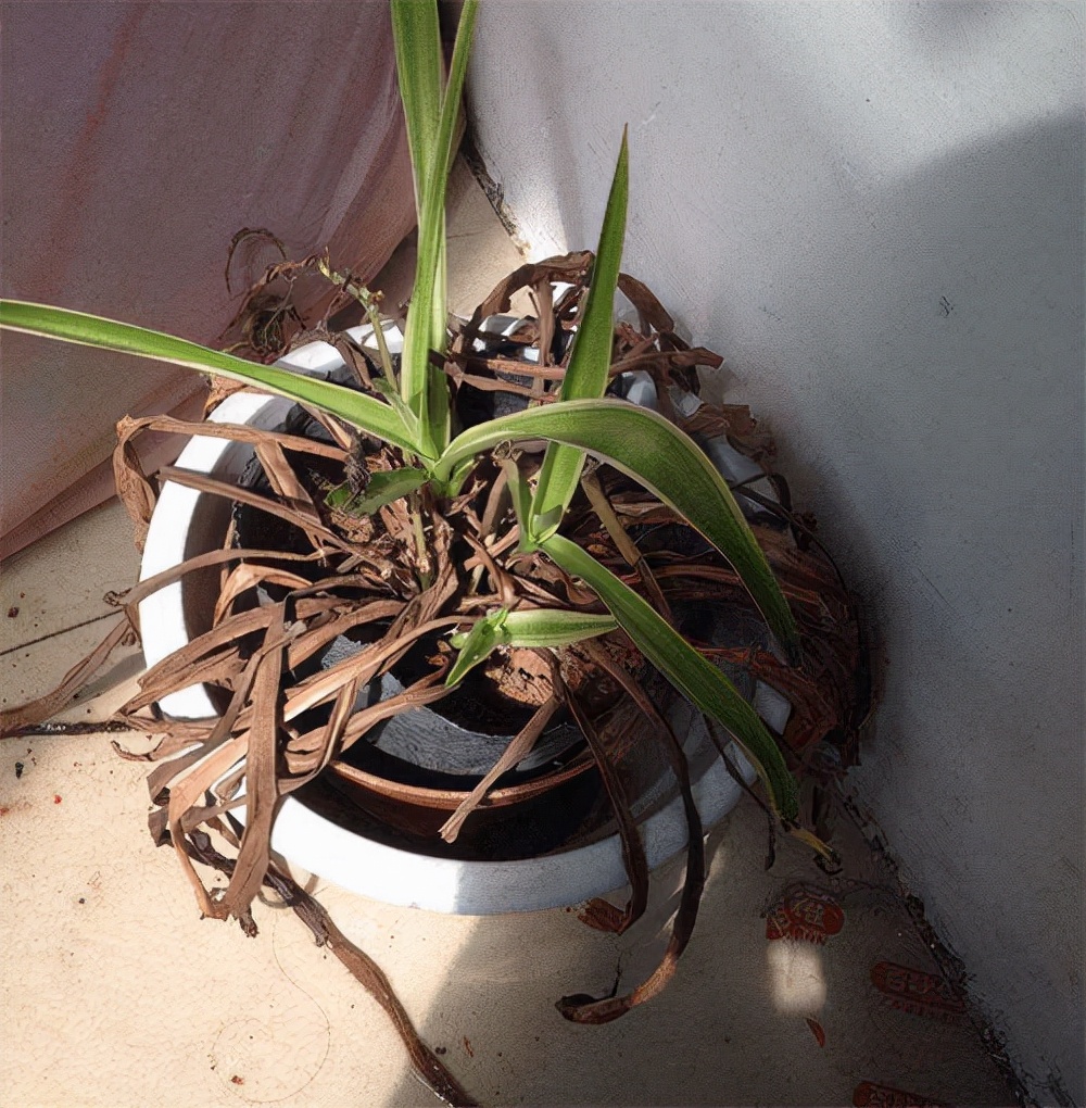 22种花耐旱耐热,天冷种花要注意什么