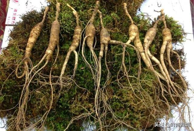 中国十大中药盆景,什么中药盆景越养越值钱