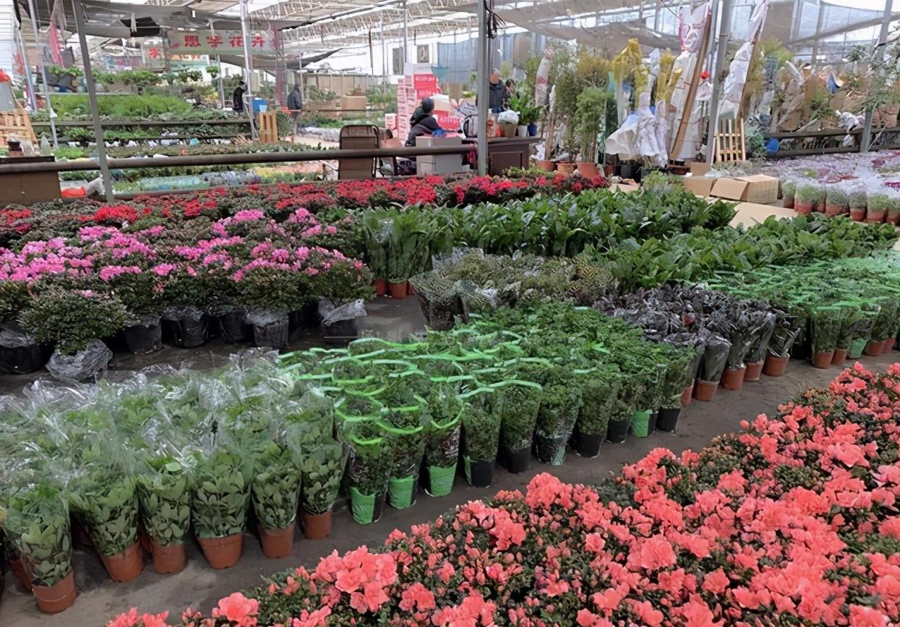 花店买花怎么选划算,花店买花一般怎么买