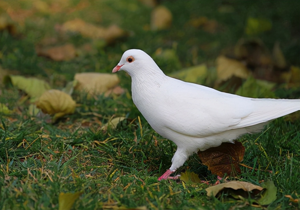 手养小鸽子鸽子拉稀最快治疗方法,信鸽鸽子拉稀怎么办