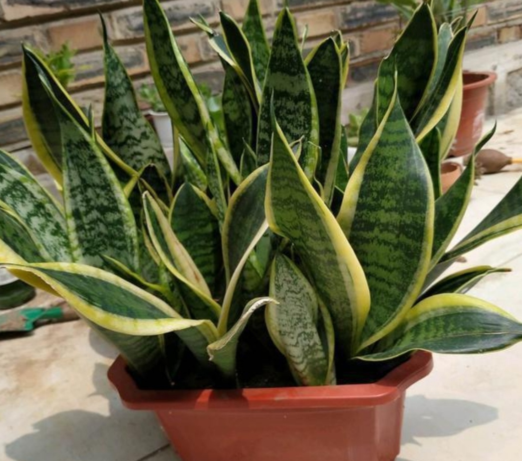 虎皮兰用什么方法养得好,虎皮兰如何养护长得快爆芽多