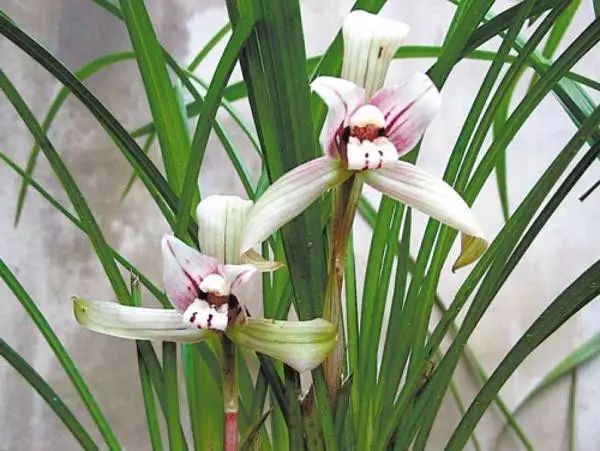 兰花常见病虫害的防治与分享,兰花的病虫害怎么处理最好