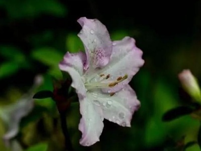 杜鹃花浇水每次都调酸吗,杜鹃花浇水多了是什么样子