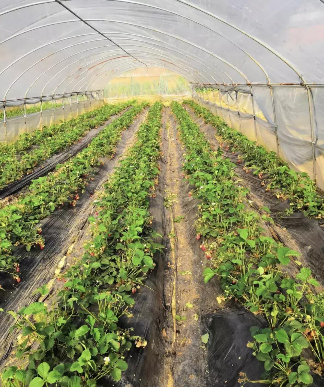 成都出发不到1h！3000多亩樱桃桑泡er随你摘，吃不饱算我输！