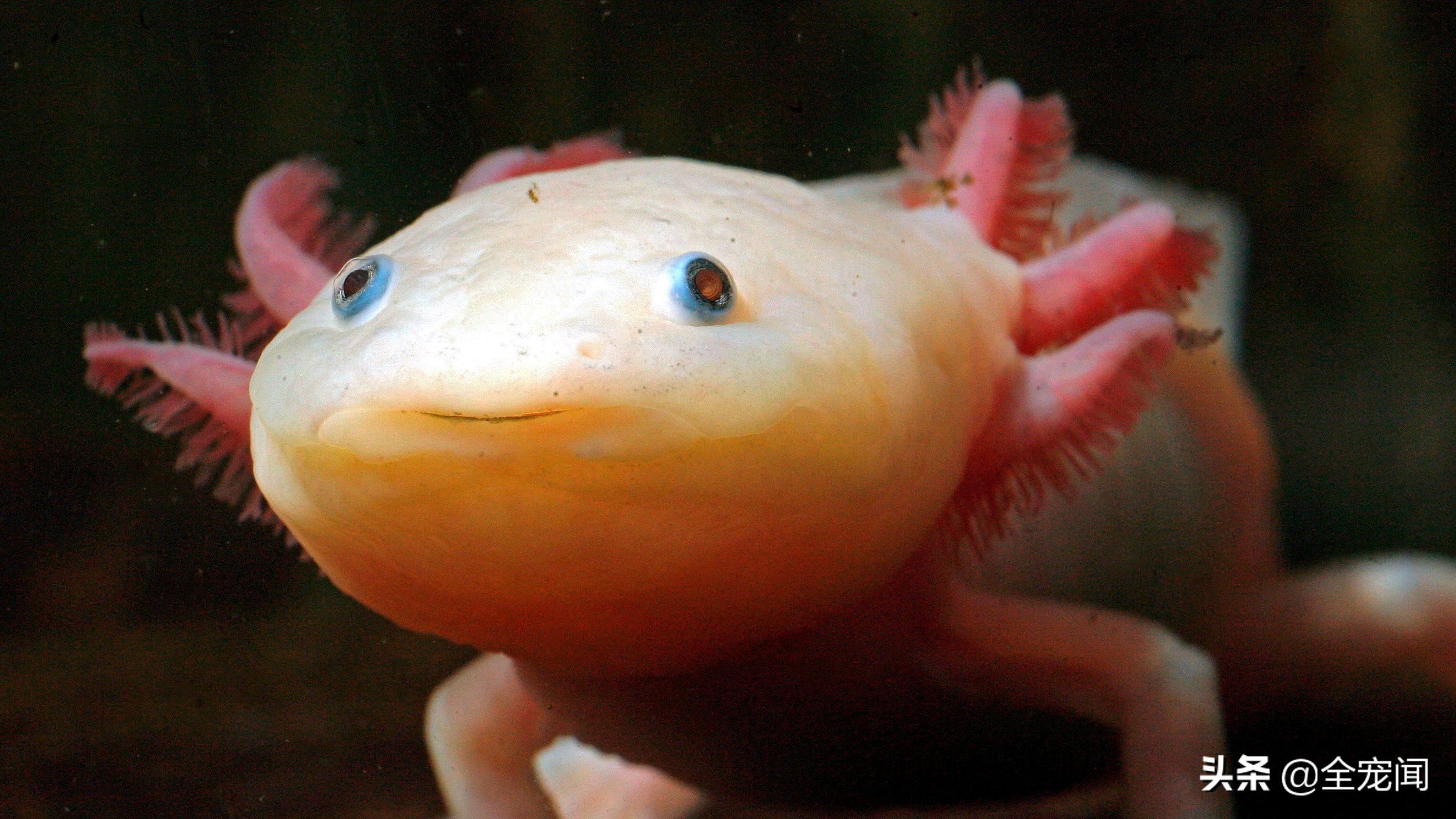 六角恐龙鱼和美西螈有区别吗,水族观赏六角恐龙