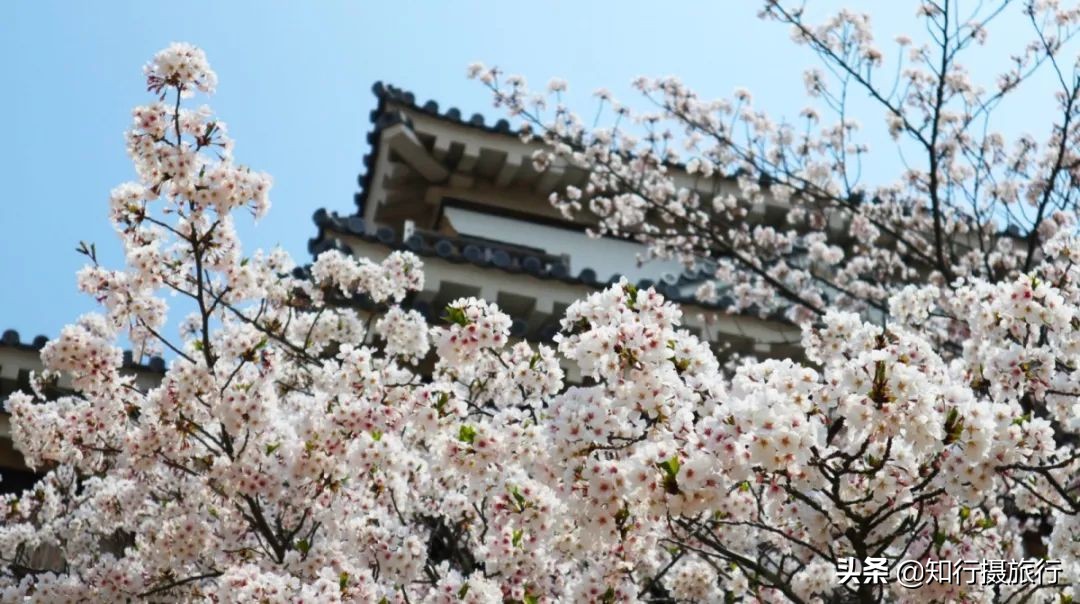 日本樱花季是八月几号,2020年日本樱花花期表