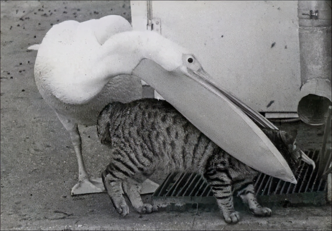 万物皆可吞的鹈鹕,鹈鹕万物皆可吞