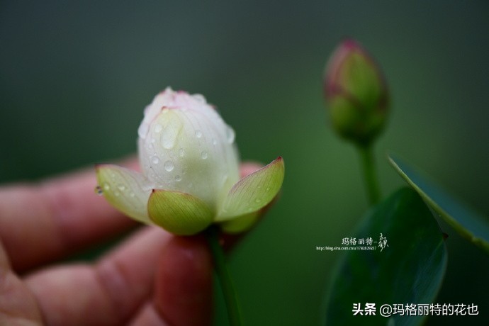 碗莲种子种植步骤及注意事项,碗莲种植方法超简单的快来看看吧
