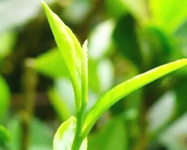 娃娃鱼的活动方法,娃娃鱼小知识