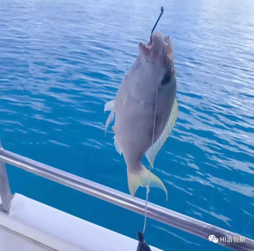 帕劳海底世界美人鱼,美人鱼和帕劳