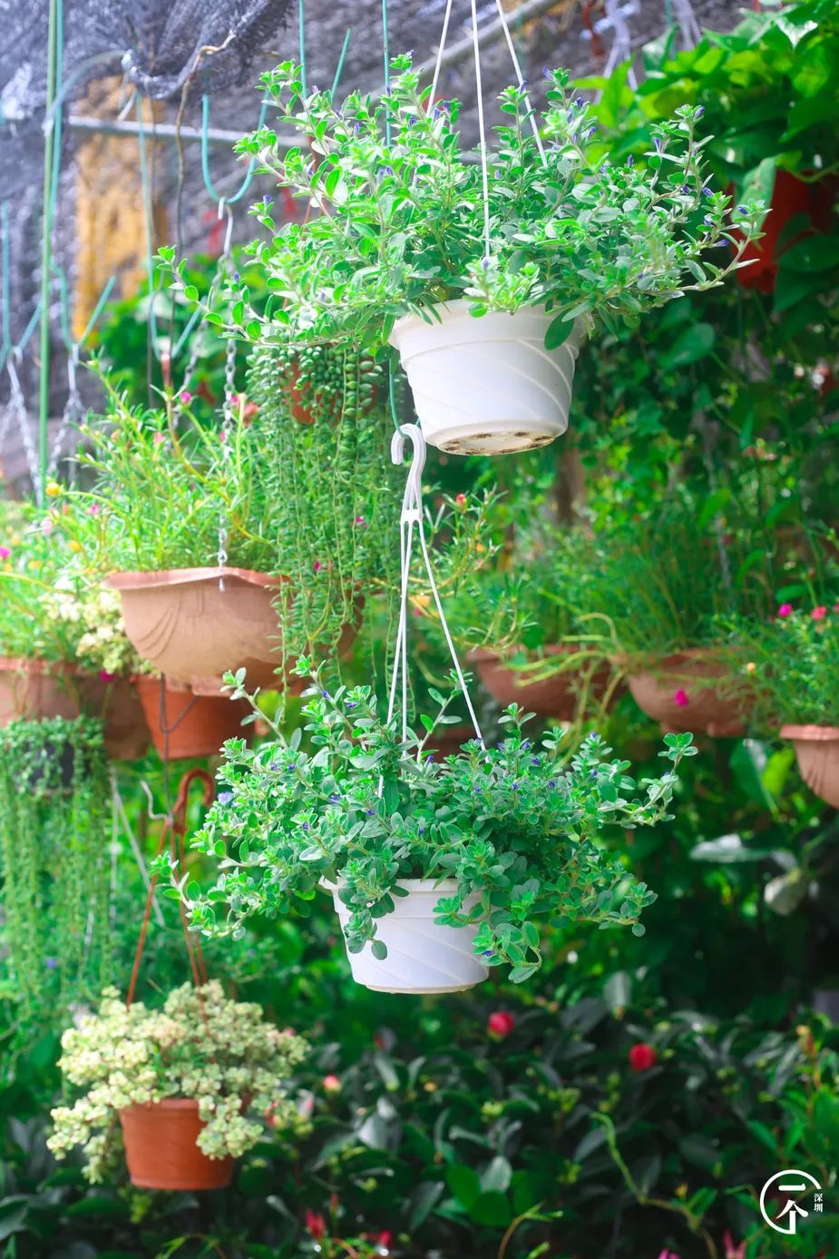 布吉老街粮食大厦房租,布吉下李朗单间房租