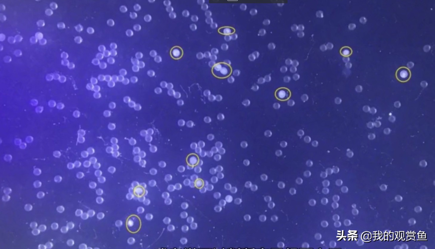 金鱼甩卵怎么孵化小鱼,金鱼打籽几天能孵化