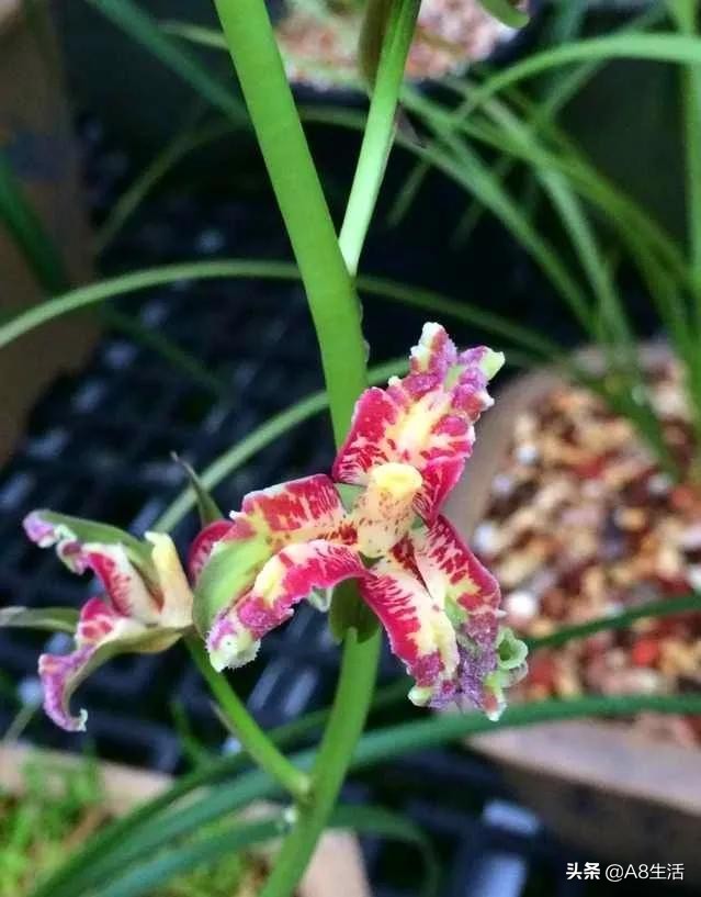 蒙山之春此花浓妆艳抹,彩块鲜红,是养兰人争相收藏的精品