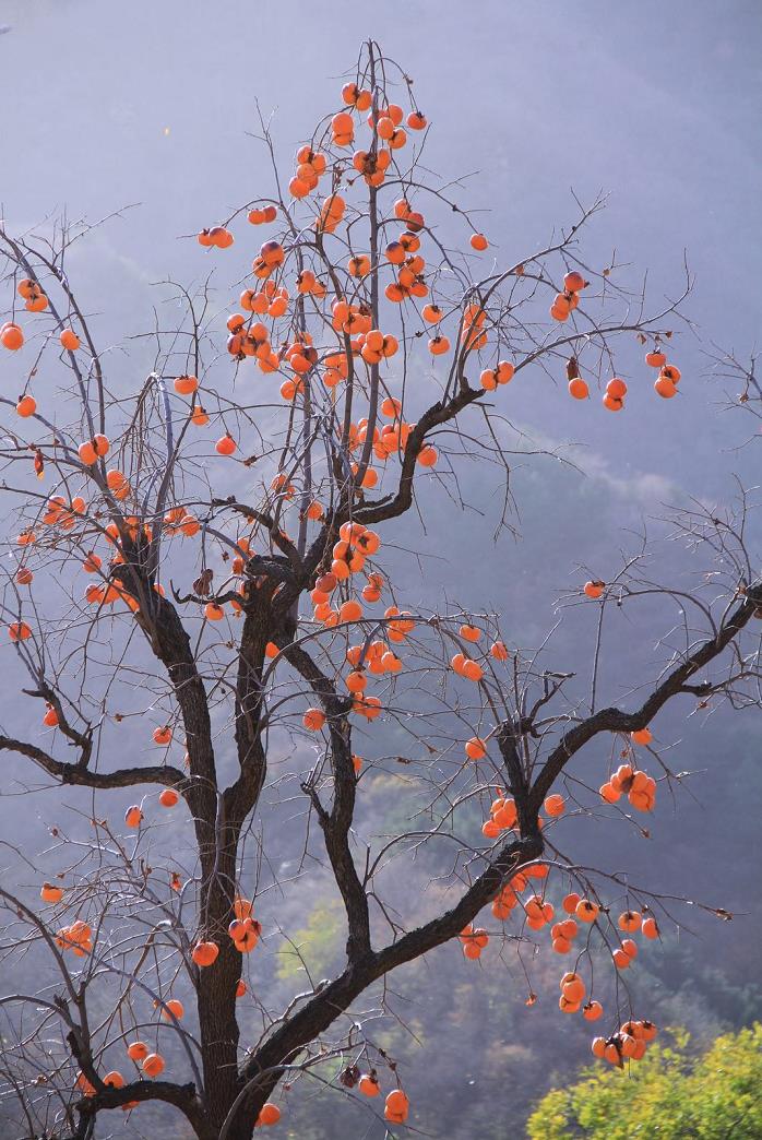 影像记录｜遇见最后一抹秋色——承德兴隆陡子峪乡蜂洞子