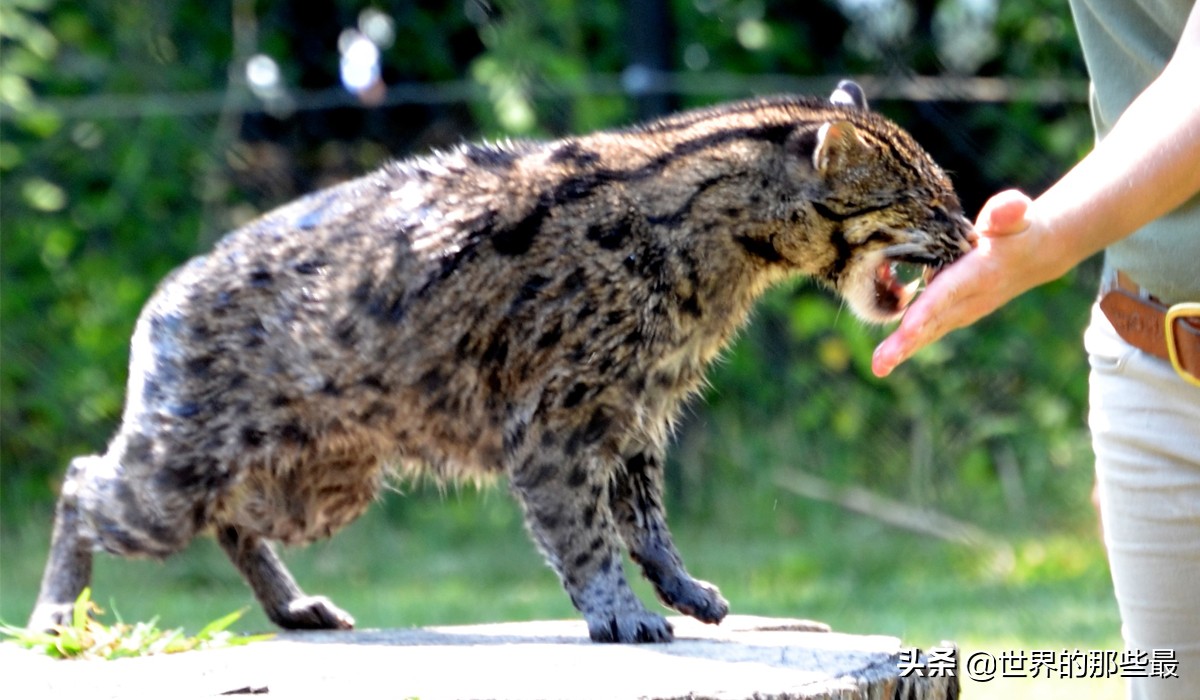 短尾猫才是凶猛的猫科,最凶的猫矮脚猫