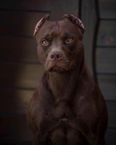 比狮子还厉害的猛犬,可以狩猎狮子的猛犬