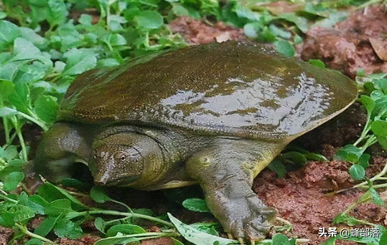 上山甲鱼下山野鸡不追是什么意思,上岸的甲鱼和下山的野鸡