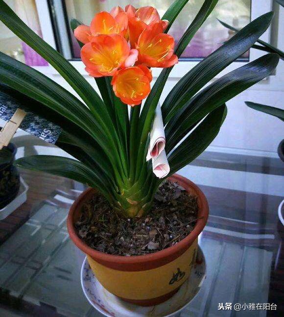 君子兰不开花用什么方法才能开花,君子兰长得太茂盛不开花怎么办