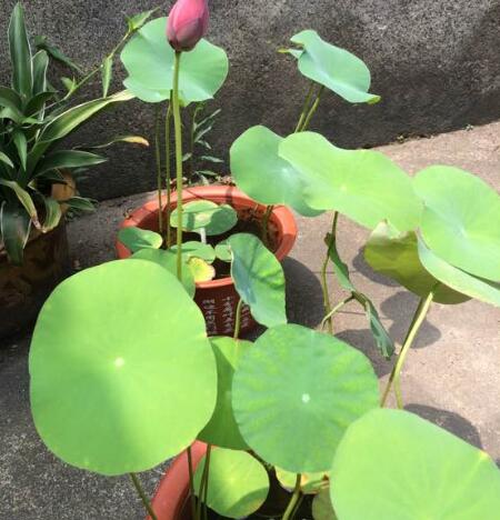 养碗莲不能缺水吗,碗莲怎么养才能旺盛开花