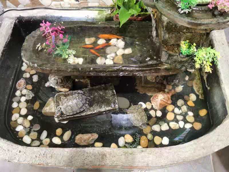 巴西龟的龟壳做的龟苓膏,龟苓膏是不是用巴西龟做的