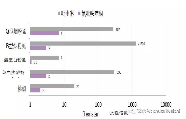 拜耳消杀白粉虱,拜耳治白粉虱特效药