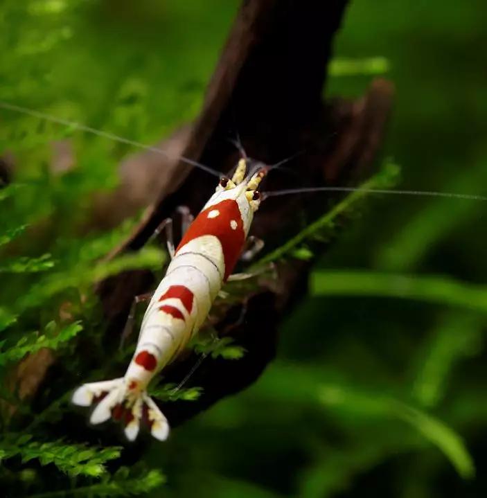 养草缸需要爆藻嘛,养草缸容易爆缸