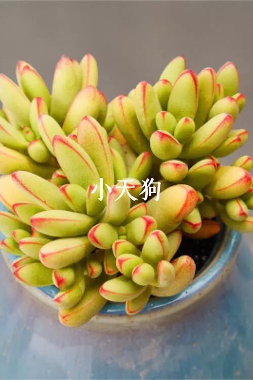 长寿花属多肉类植物,多肉类植物有哪些