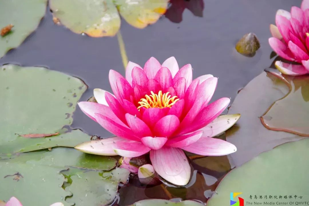 选择青岛港湾的理由,山东职业学院与青岛港湾职业学院