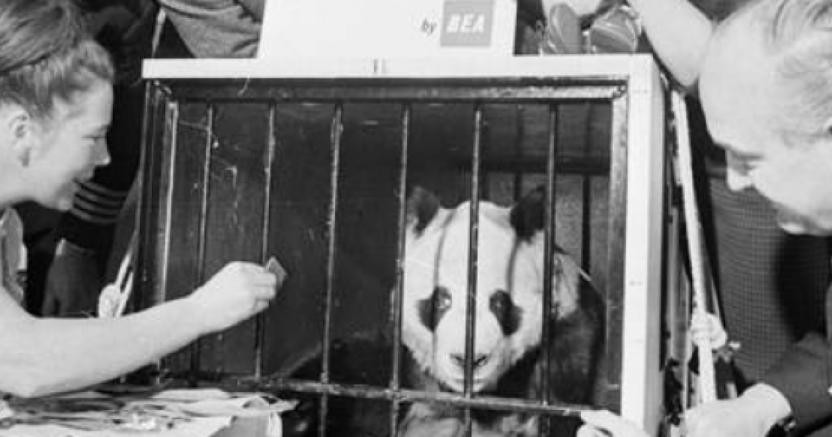 1939年被偷到英国的大熊猫,美国人偷走大熊猫后续