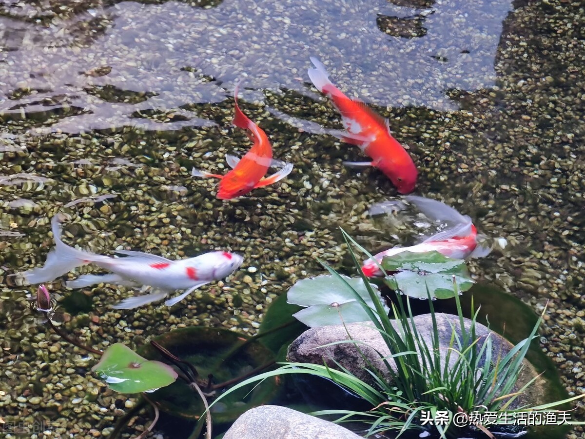 养金鱼不喂鱼食可以喂什么,金鱼不会饱