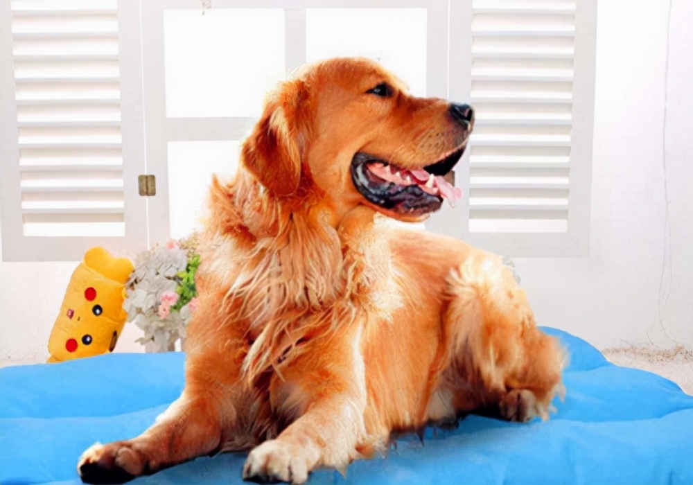 养狗狗尿怎么处理,养宠经验泰迪狗有泪痕怎么处理