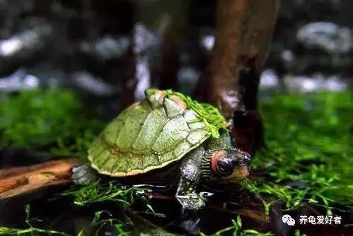 鱼龟混养缸里的青苔怎么处理,龟缸里的青苔怎么处理