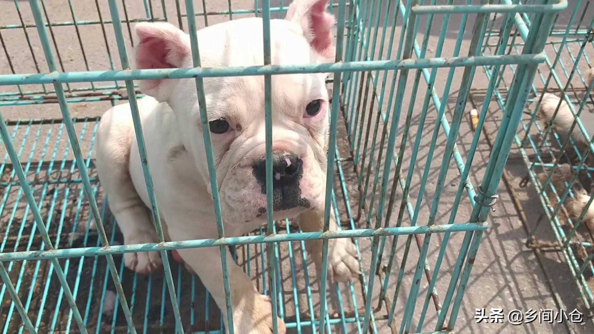 豫东第一大狗市,带你看看周口最大的狗市