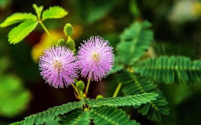 多肉买回来不长花箭,多肉买回来不换土几天浇水